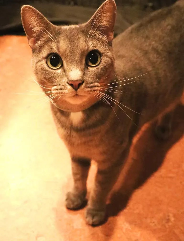 A young medium-sized female Gray / Blue / Silver Domestic Short Hair cat named Harpy for adoption in Winston Salem , NC
