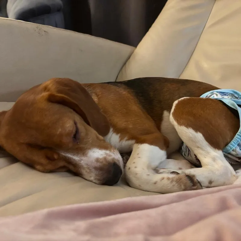 A young small-sized female Yellow / Tan / Blond / Fawn Beagle dog named Zhuri for adoption in Rochester, MN