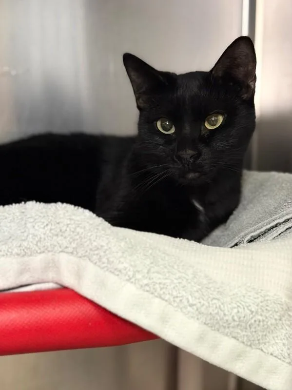 An adult medium-sized male Black Domestic Short Hair cat named Artemis for adoption in Fruit Heights, UT