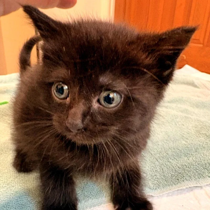 A baby small-sized male Black Domestic Medium Hair cat named Fall for adoption in Waldorf, MD