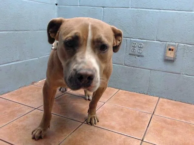 An adult medium-sized female Pit Bull Terrier dog named Peline for adoption in Downey, CA