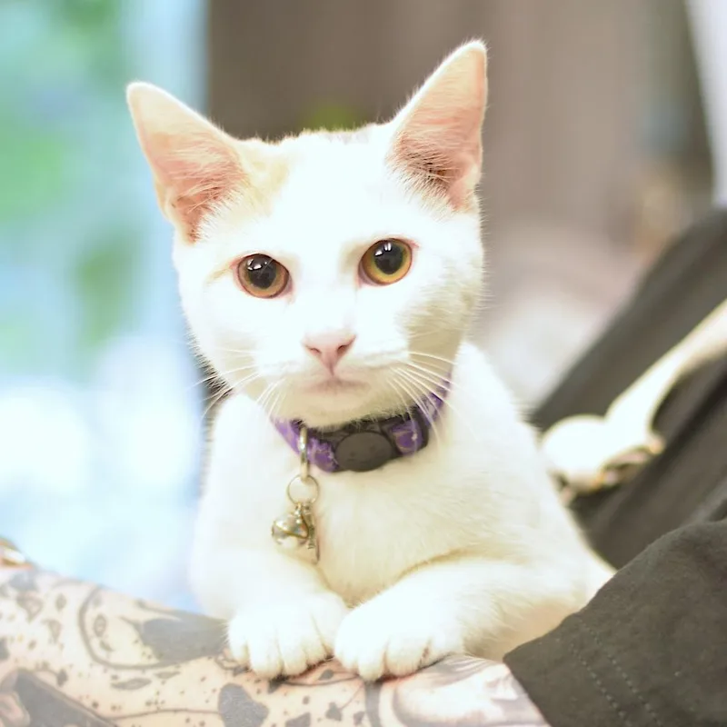 An adult medium-sized female White Domestic Short Hair cat named LaPlante for adoption in Belleville, IL