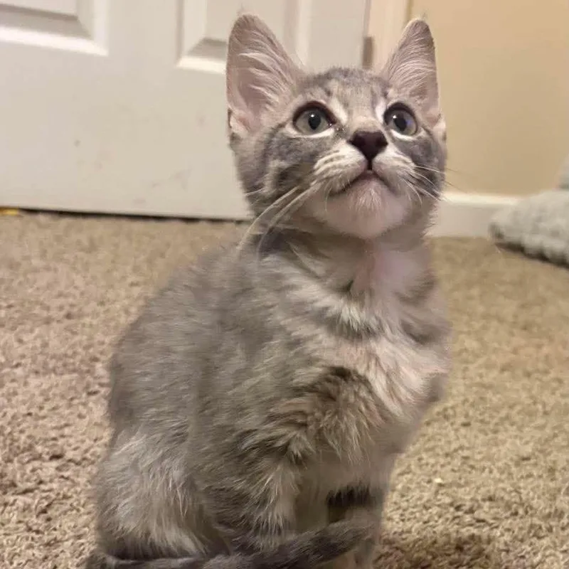 A baby small-sized male Gray / Blue / Silver Domestic Short Hair cat named Lou for adoption in Springfield, OH