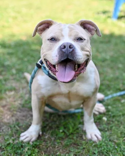 An adult medium-sized female Mixed Breed dog named Olivia for adoption in Chamblee, GA