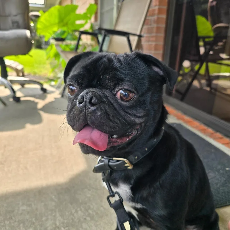 An adult small-sized male Black Pug dog named Buddy for adoption in Enterprise, AL