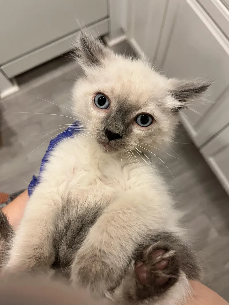 A baby large-sized male Lilac Point Siamese cat named Indigo for adoption in Santa Ana, CA