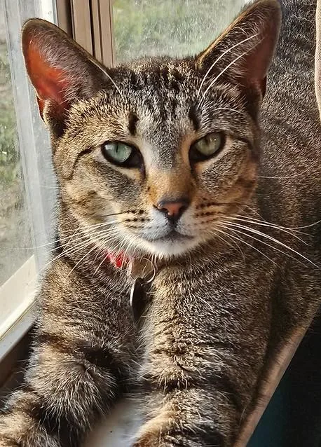 Peeta – Age  thumbnail 2