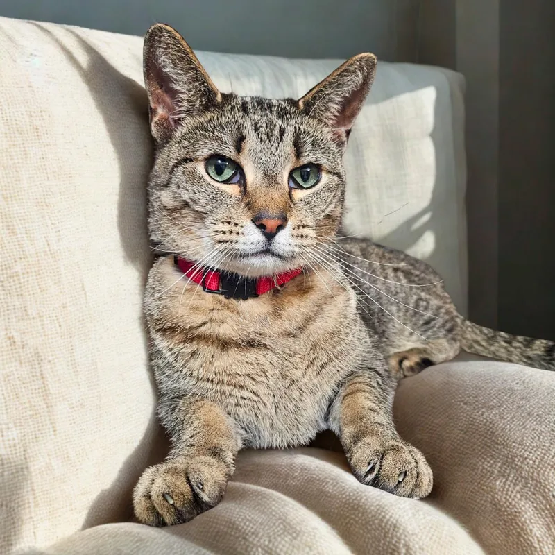 Peeta – Age  thumbnail 3