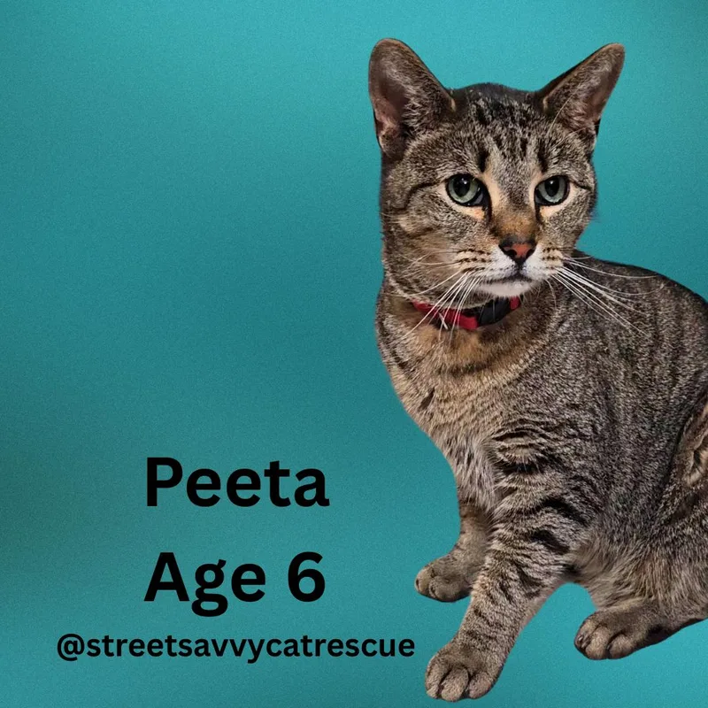 Peeta – Age  thumbnail 4