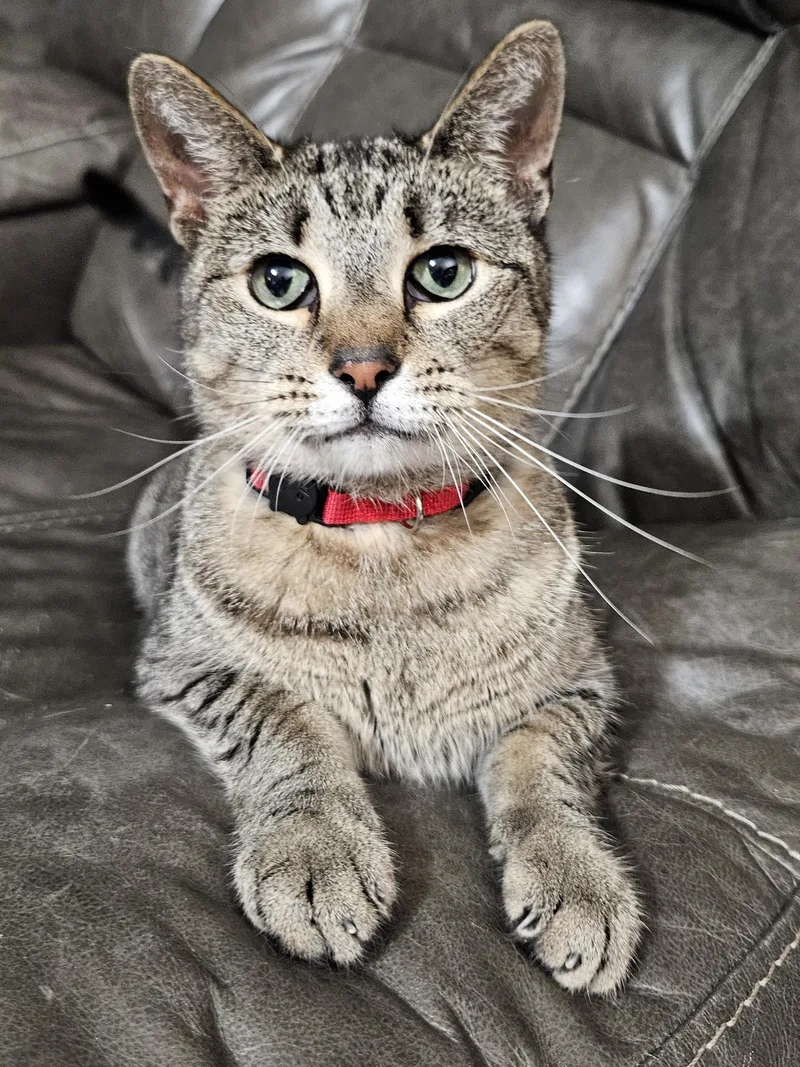 Peeta – Age  thumbnail 5