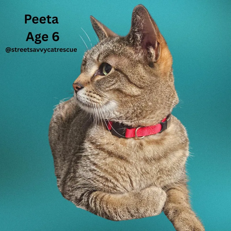 Peeta – Age  thumbnail 6