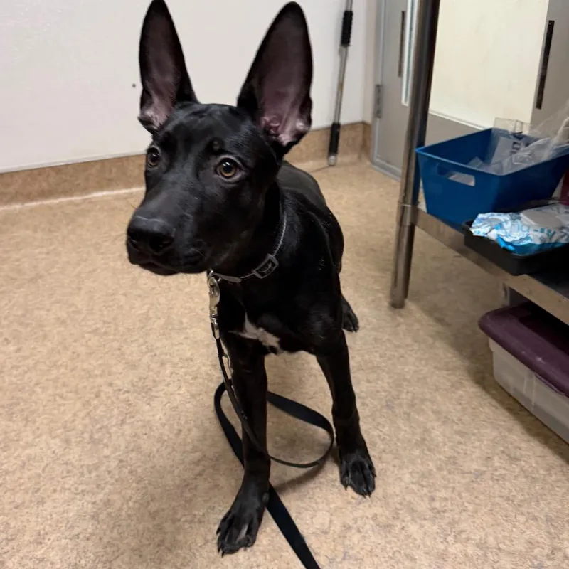 A baby large-sized male Black Labrador Retriever dog named Onyx for adoption in Palm Springs, CA