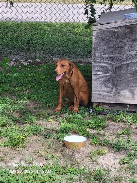 A young medium-sized female Labrador Retriever dog named Queeny for adoption in San Antonio, TX