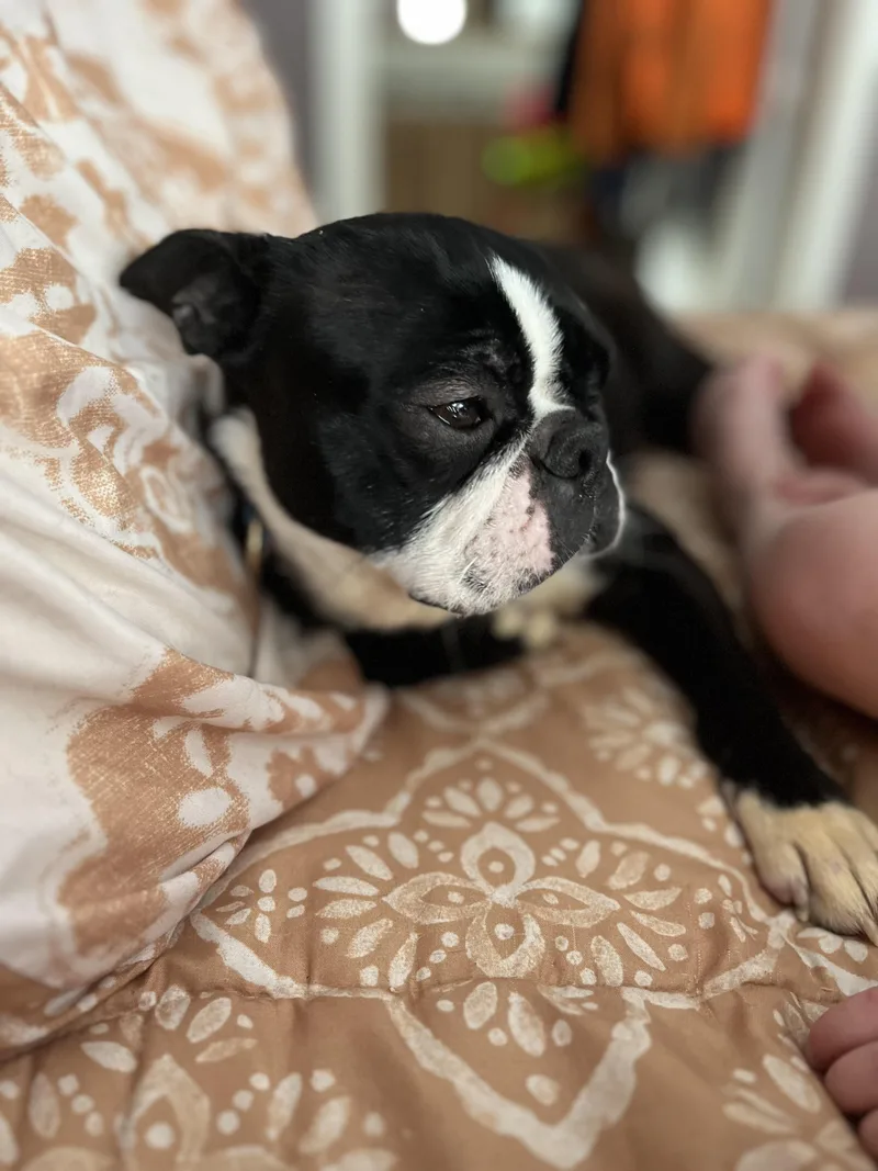 Tallulah