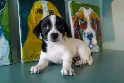 A baby small-sized male Papillon dog named Tajin for adoption in San Antonio, TX