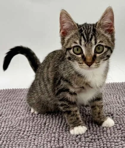 A young small-sized female Domestic Short Hair cat named Cinnamon for adoption in Bowling Green, KY