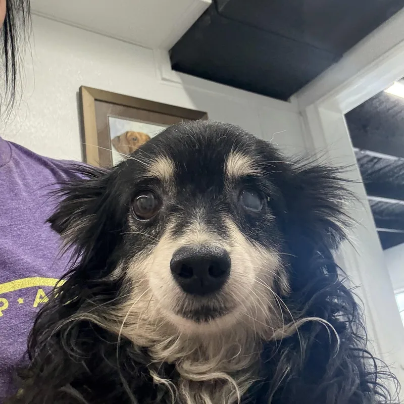 A senior small-sized male Black Chihuahua dog named Inky for adoption in Blue Springs, MO