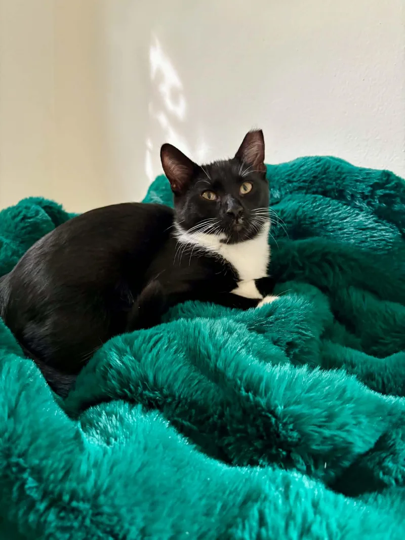 A baby small-sized male Black & White / Tuxedo Domestic Short Hair cat named Courier for adoption in Milwaukee, WI