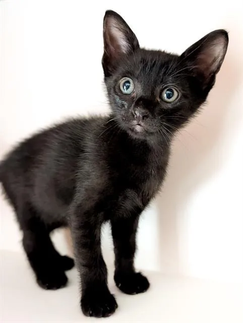 A baby small-sized male Domestic Short Hair cat named Neddy for adoption in San Antonio, TX