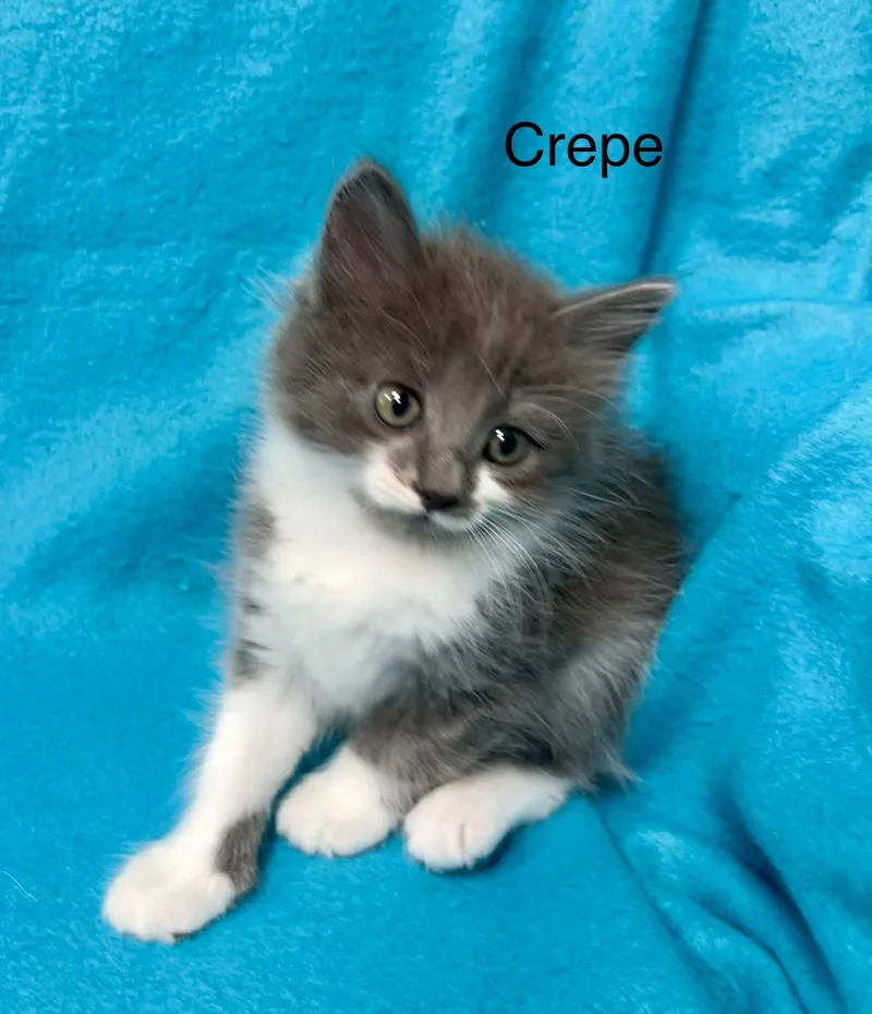Crepe