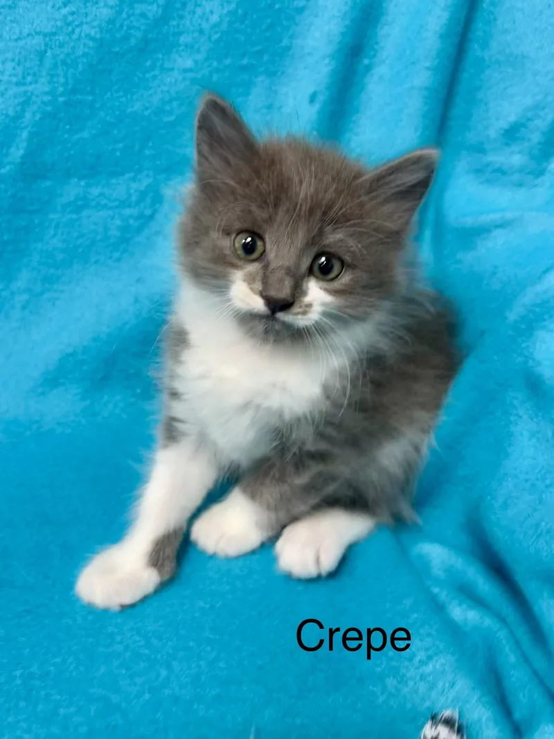 Crepe thumbnail 2