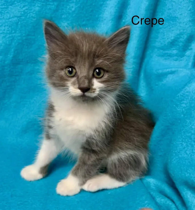 Crepe thumbnail 3