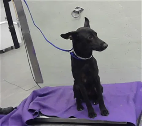 A young medium-sized female German Shepherd Dog dog named Flower for adoption in Houston, TX