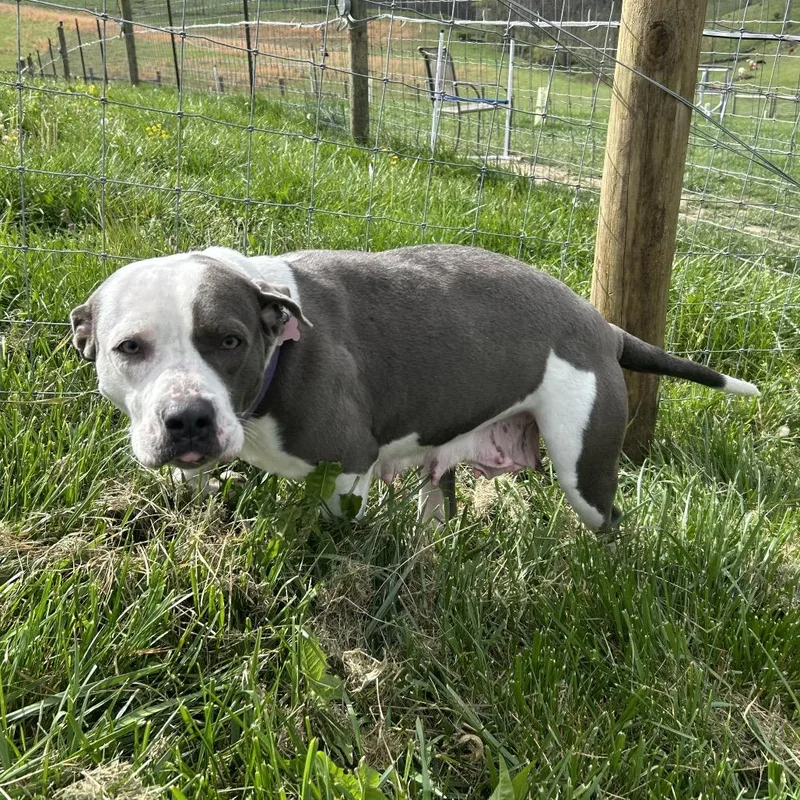 An adult medium-sized female Gray / Blue / Silver Pit Bull Terrier dog named Vayda for adoption in Marion, VA