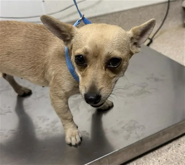 A young small-sized female Chihuahua dog named Khloe for adoption in Bakersfield, CA