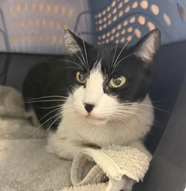 An adult medium-sized female Domestic Short Hair cat named Twinky for adoption in San Diego, CA
