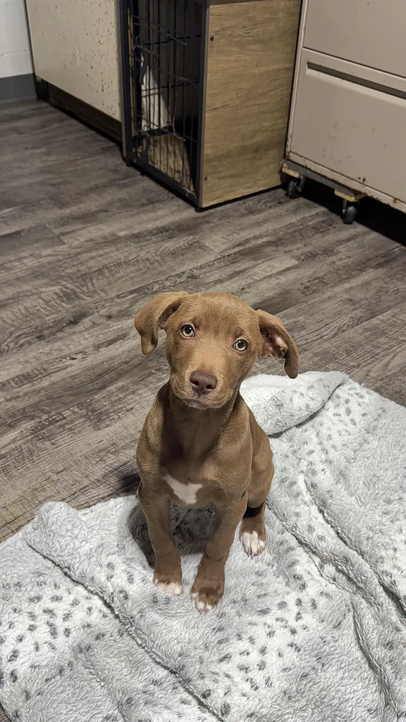 A baby medium-sized female Chocolate Labrador Retriever dog named Anna for adoption in Alma, MI