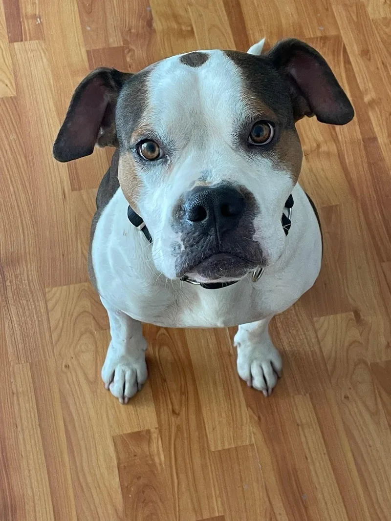 A young medium-sized male Tricolor (Brown, Black, & White) Boxer dog named Otis for adoption in Chattanooga, TN