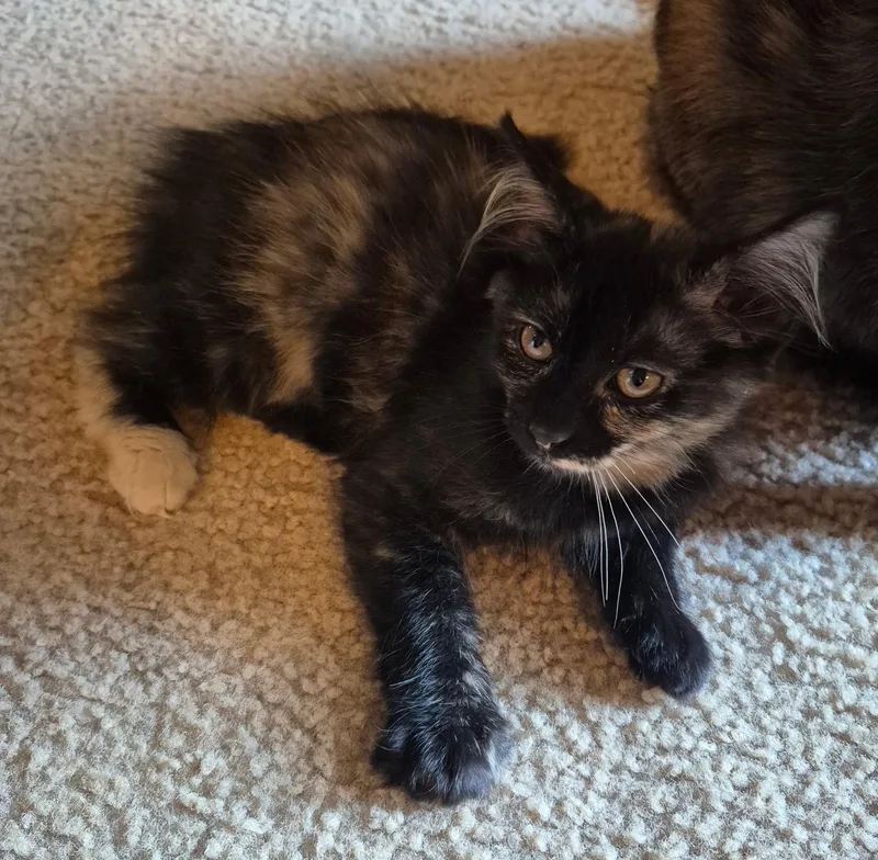 A baby small-sized female Tortoiseshell Domestic Long Hair cat named Sassy for adoption in Bellmawr, NJ
