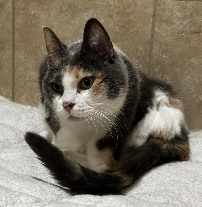 Peggy Sue thumbnail 2