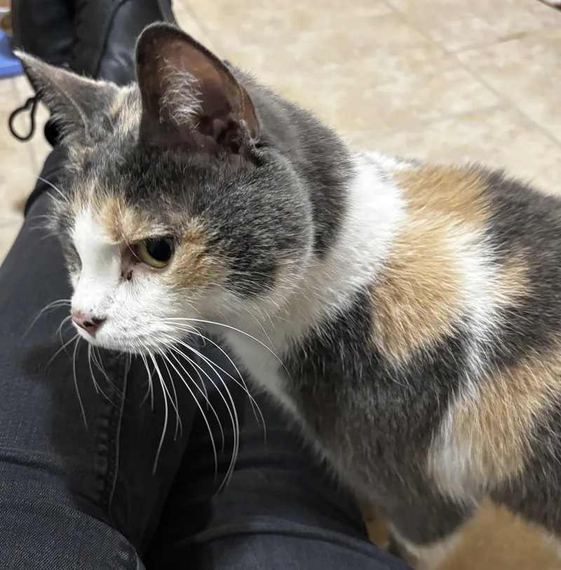 Peggy Sue thumbnail 3