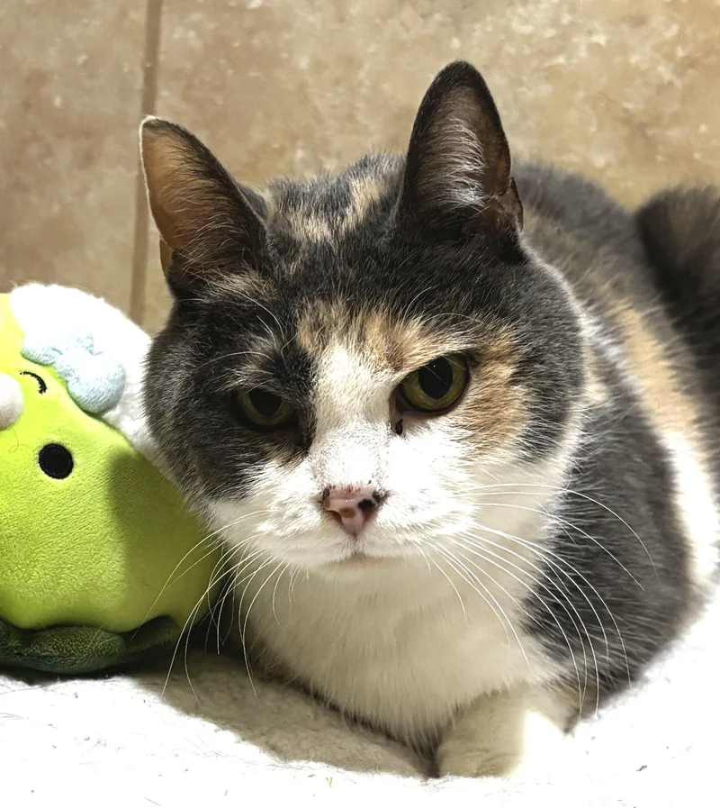 Peggy Sue thumbnail 4