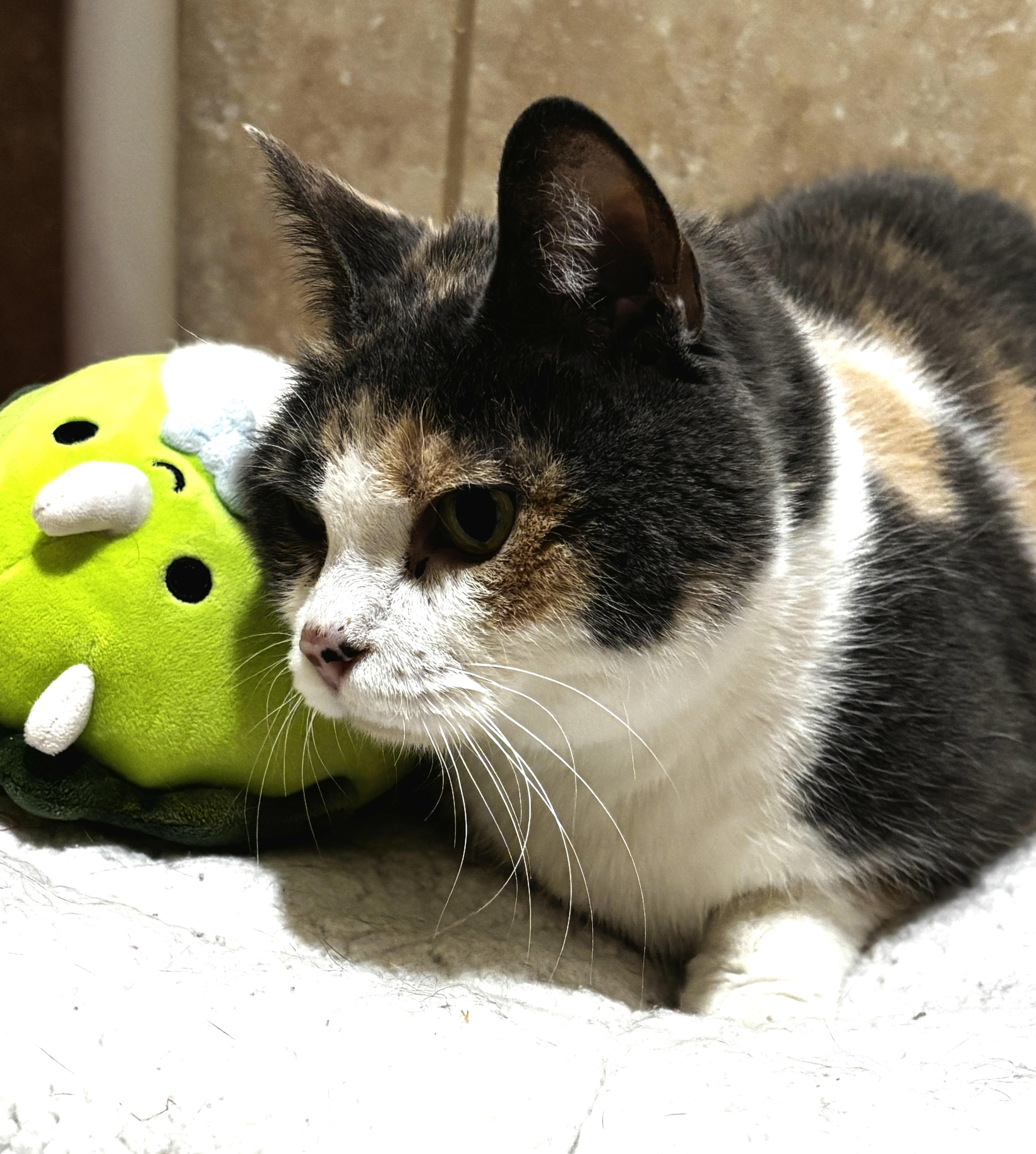 Peggy Sue thumbnail 5