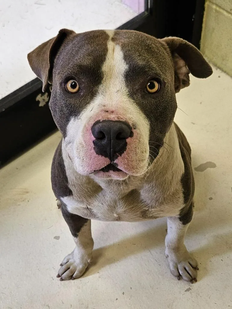 An adult medium-sized male Boxer dog named Walker for adoption in Sherwood, AR