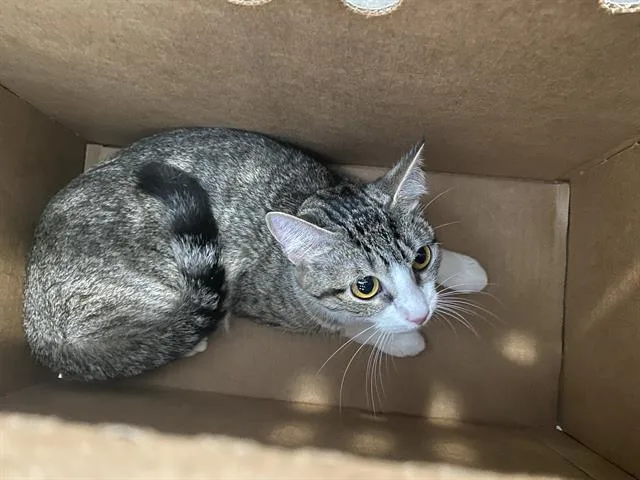 A young medium-sized female Domestic Short Hair cat named Tinky for adoption in Dallas, TX