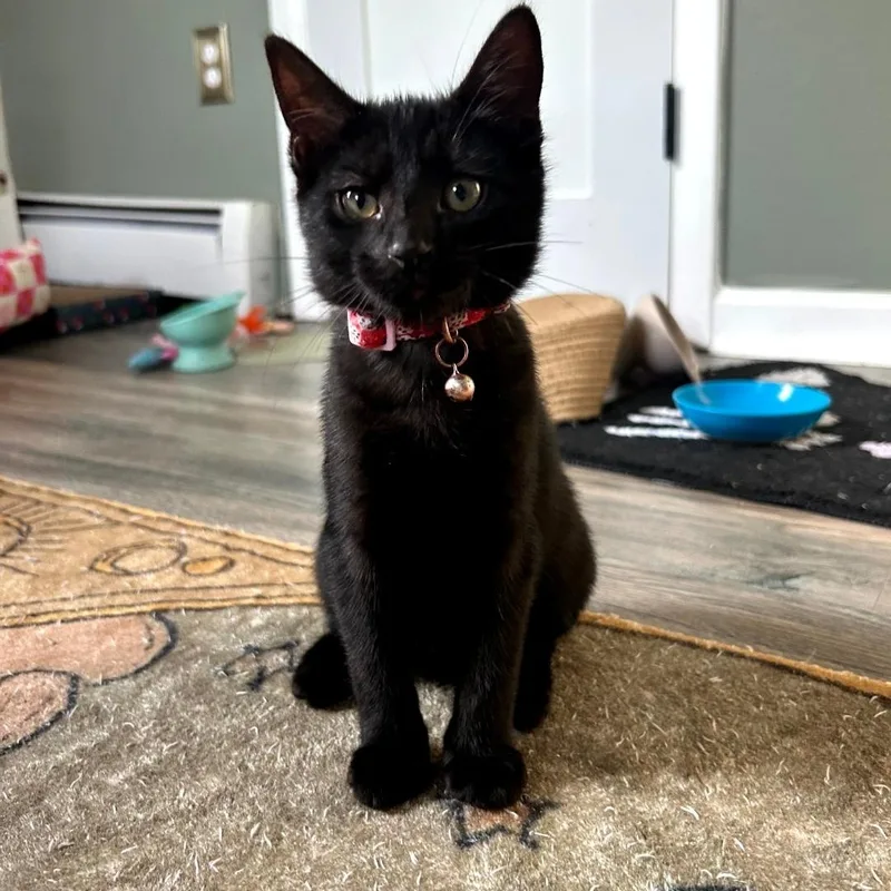 A baby small-sized female Black Domestic Short Hair cat named Rasp for adoption in Maple Shade, NJ
