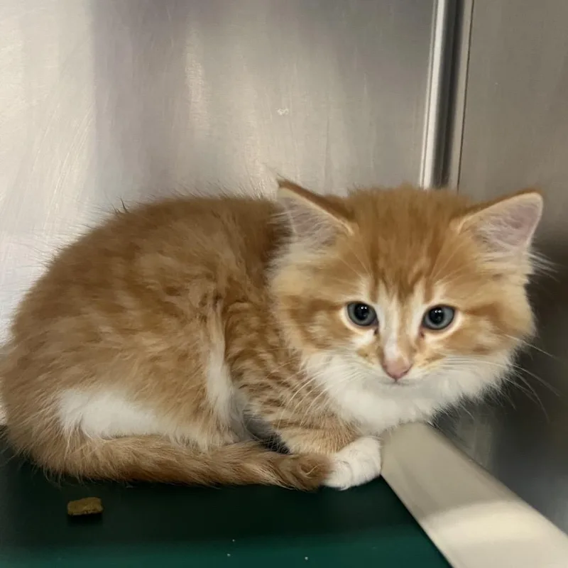 A baby small-sized male Orange / Red Domestic Long Hair cat named Prism for adoption in Mentor, OH