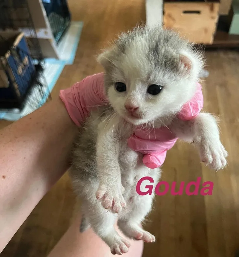 A baby small-sized female Gray & White Domestic Short Hair cat named Gouda for adoption in Virginia Beach, VA