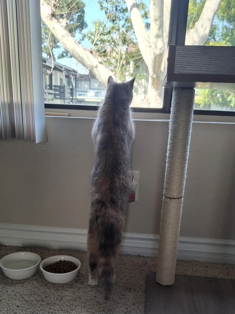 A baby small-sized female Dilute Calico Domestic Medium Hair cat named Talulah for adoption in Yorba Linda, CA