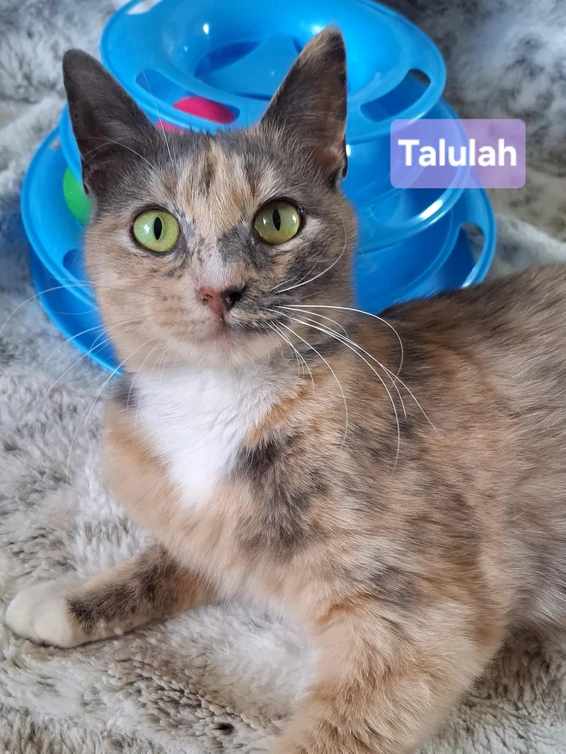 Talulah thumbnail 2