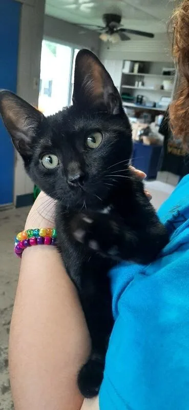 A young medium-sized male Tabby (Brown / Chocolate) Domestic Short Hair cat named Berlin Sans for adoption in Georgetown, OH