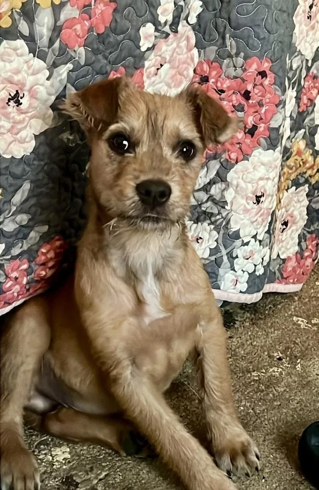 Tater Chip thumbnail 2