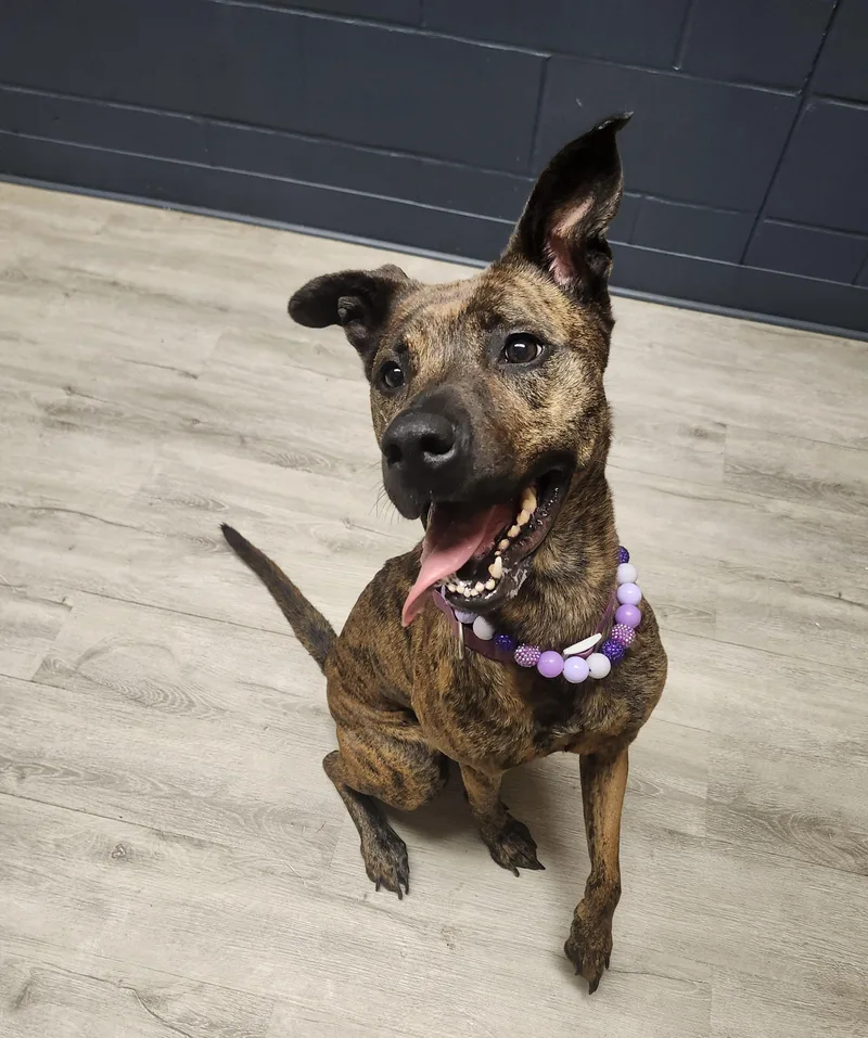 Brindley thumbnail 2