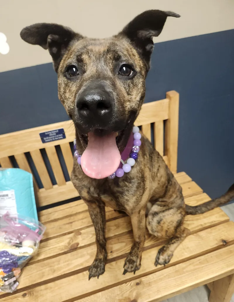 Brindley thumbnail 3