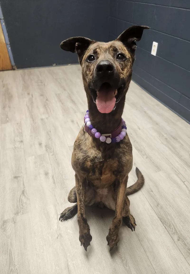 Brindley thumbnail 4