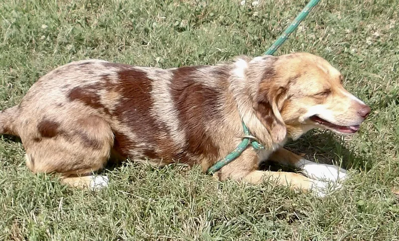 A young medium-sized female Mixed Breed dog named Smiley for adoption in Gloucester, VA